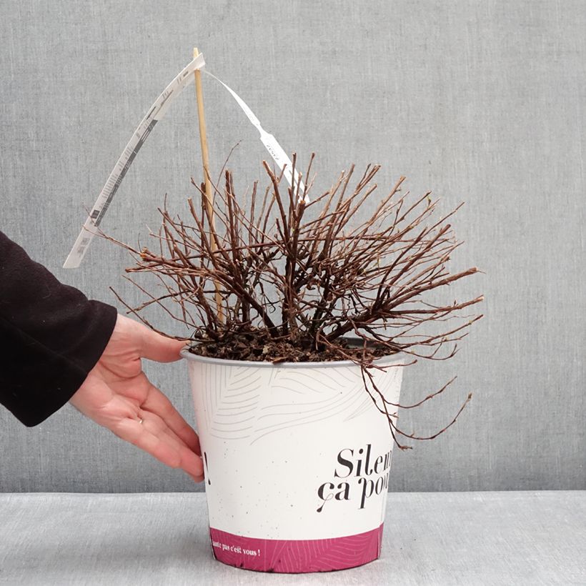 Exemplaar van Dasiphora fruticosa Double Punch Pink - Struikganzerik Pot van 4 l/5 l zoals geleverd in de winter