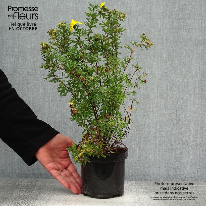 Exemplaar van Potentilla fruticosa Goldfinger - Struikganzerik Pot van 1 l/1,5 l zoals geleverd in de herfst