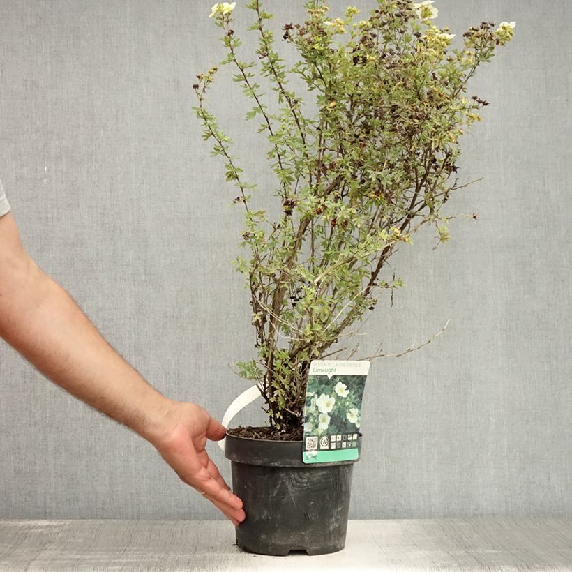 Exemplaar van Potentilla fruticosa Limelight - Struikganzerik Pot van 3 l/4 l zoals geleverd in de zomer