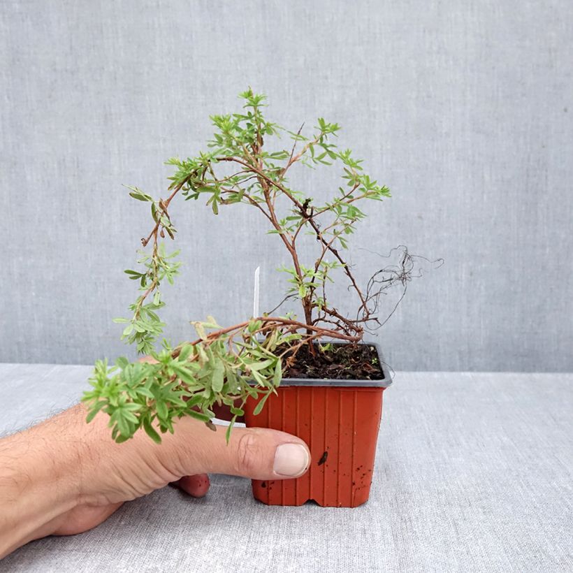 Exemplaar van Potentilla fruticosa Mango Tango - Struikganzerik Kweekpotje van 8/9 cm zoals geleverd in de herfst