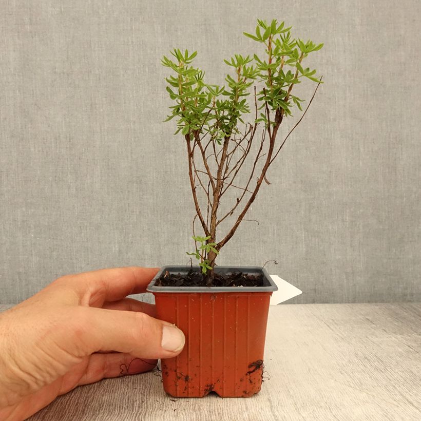 Exemplaar van Potentilla fruticosa Mango Tango - Struikganzerik Kweekpotje van 8/9 cm zoals geleverd in de lente
