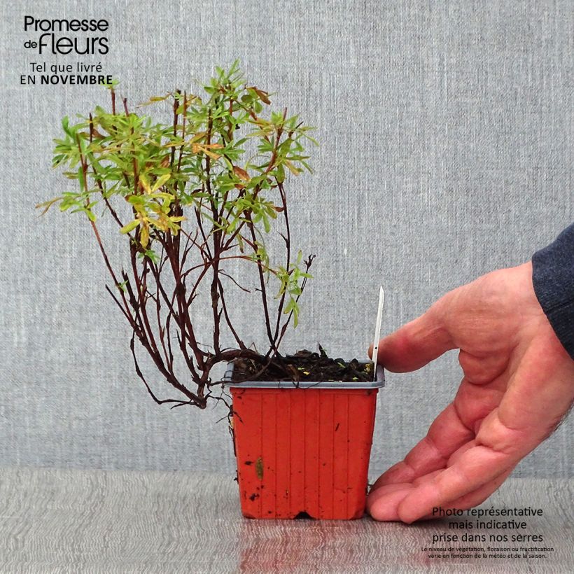 Exemplaar van Potentilla fruticosa Pink Paradise - Struikganzerik Kweekpotje van 8/9 cm zoals geleverd in de herfst