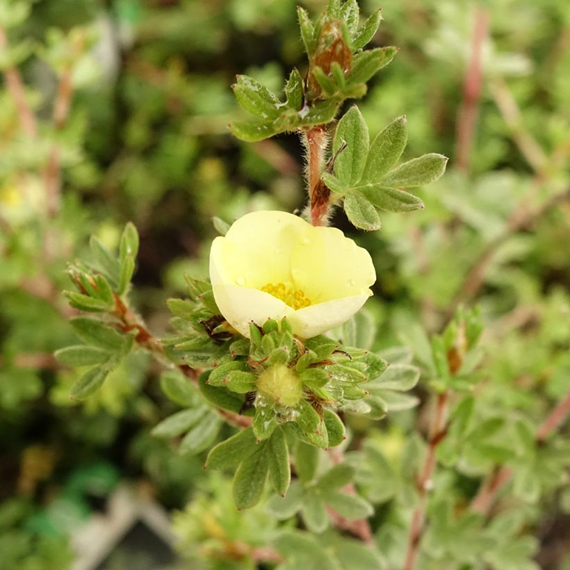 Potentilla fruticosa Primrose Beauty - Struikganzerik (Bloei)