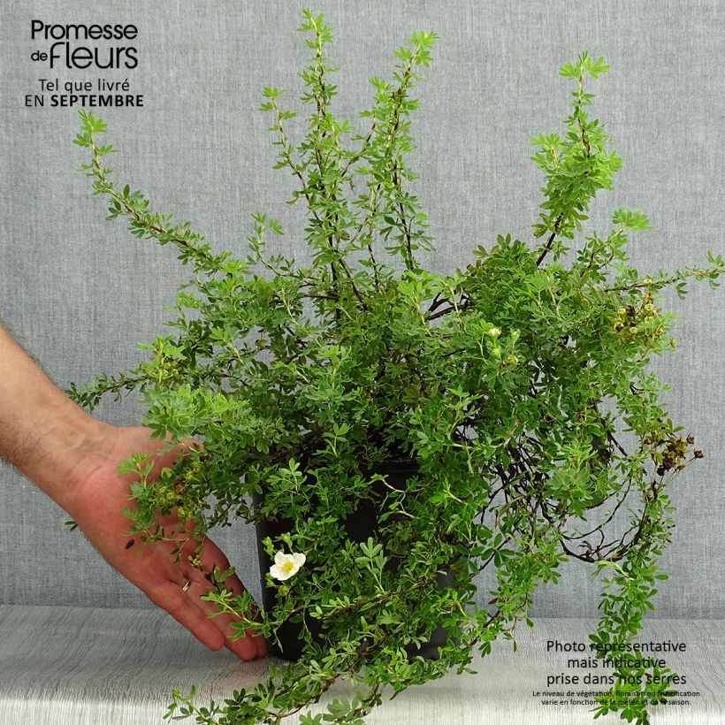 Exemplaar van Potentilla fruticosa Princess Pink Queen - Struikganzerik Pot van 2 l/3 l zoals geleverd in de zomer