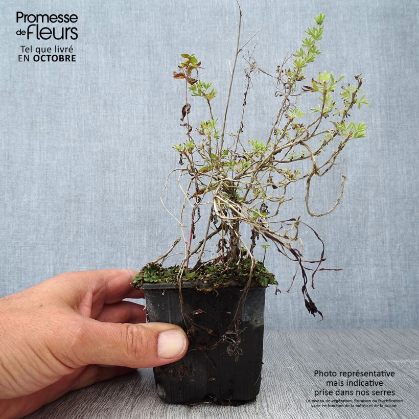Exemplaar van Potentilla fruticosa Red Ace - Struikganzerik Kweekpotje van 8/9 cm zoals geleverd in de herfst