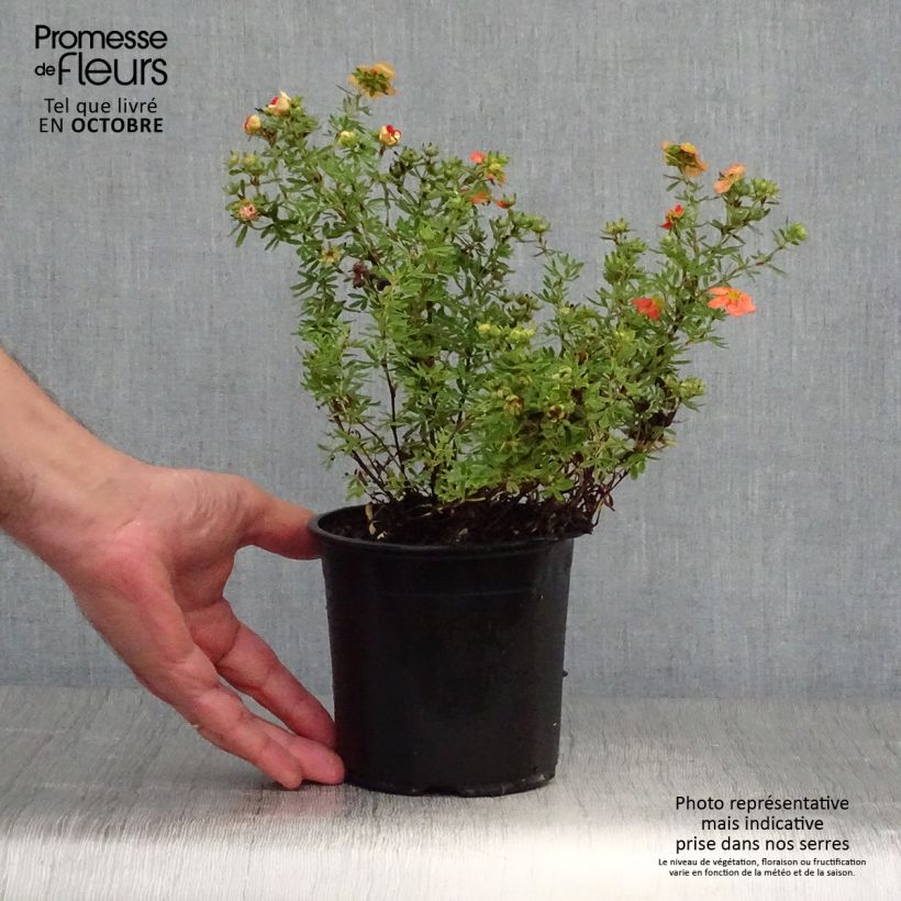 Exemplaar van Potentilla fruticosa Red Ace - Struikganzerik Pot van 1 l/1,5 l zoals geleverd in de herfst