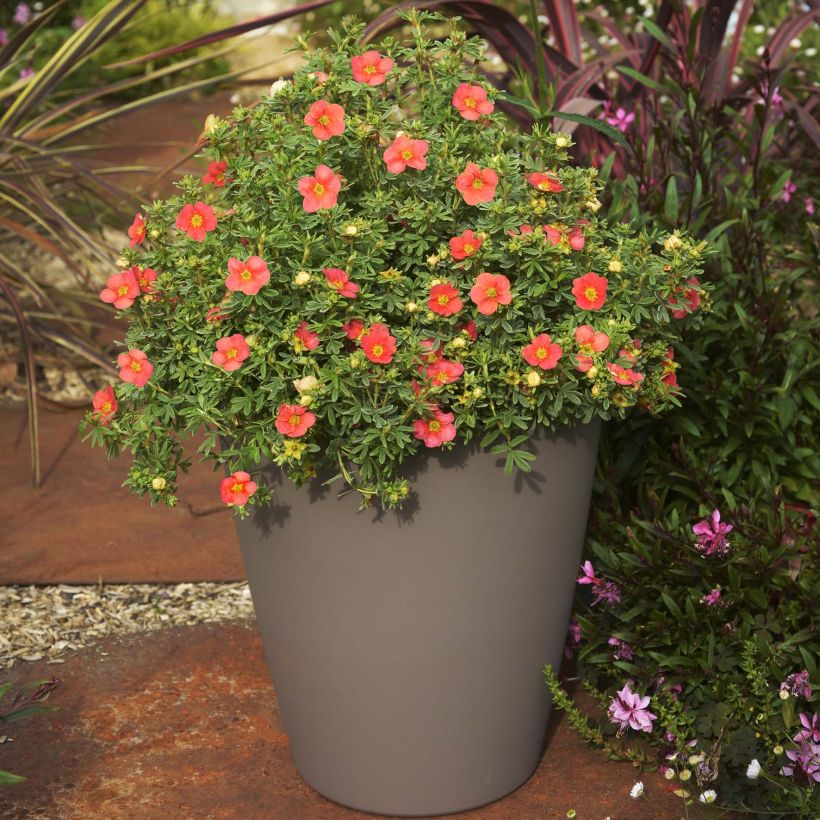 Potentilla fruticosa Redissima - Struikganzerik (Plant habit)