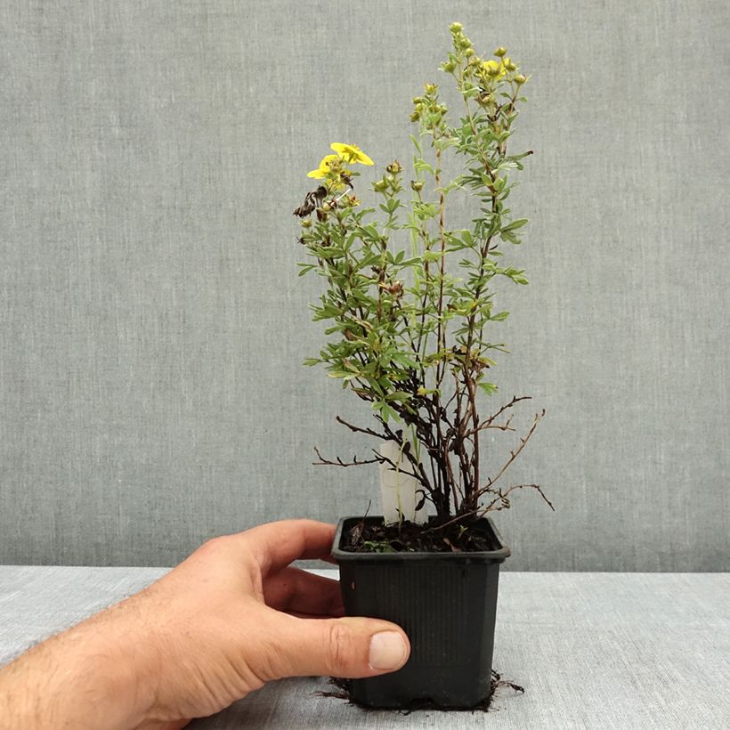Exemplaar van Potentilla fruticosa Sommerflor - Struikganzerik Kweekpotje van 8/9 cm zoals geleverd in de zomer