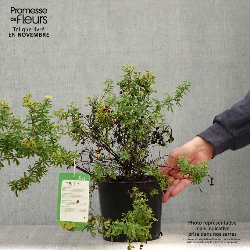 Exemplaar van Potentilla fruticosa Tangerine - Struikganzerik Pot van 2 l/3 l zoals geleverd in de herfst