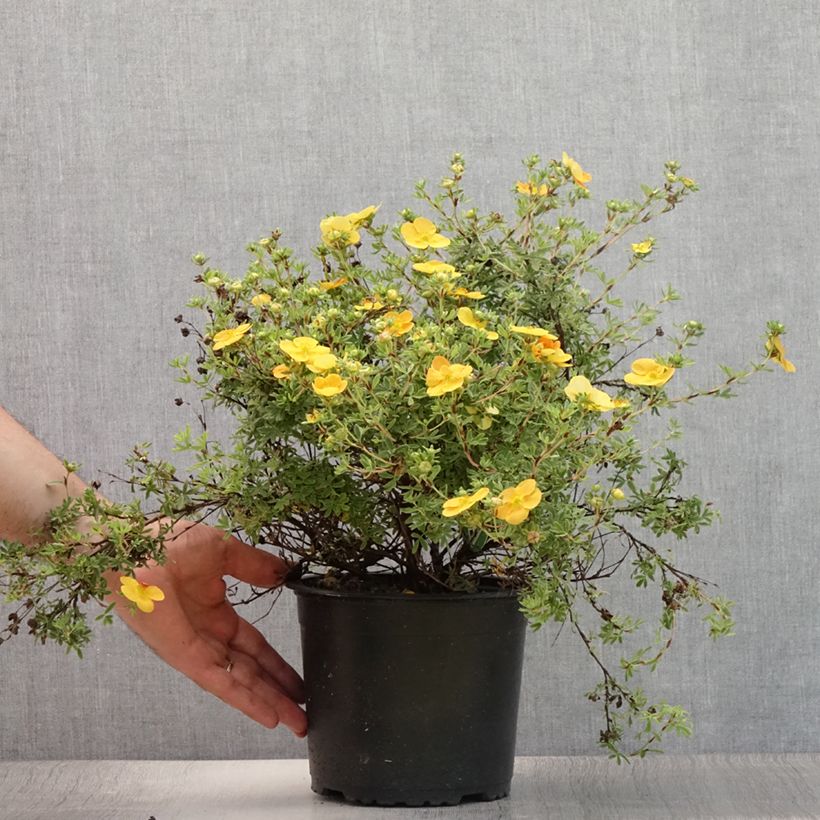 Exemplaar van Potentilla fruticosa Tangerine - Struikganzerik Pot van 2 l/3 l zoals geleverd in de zomer