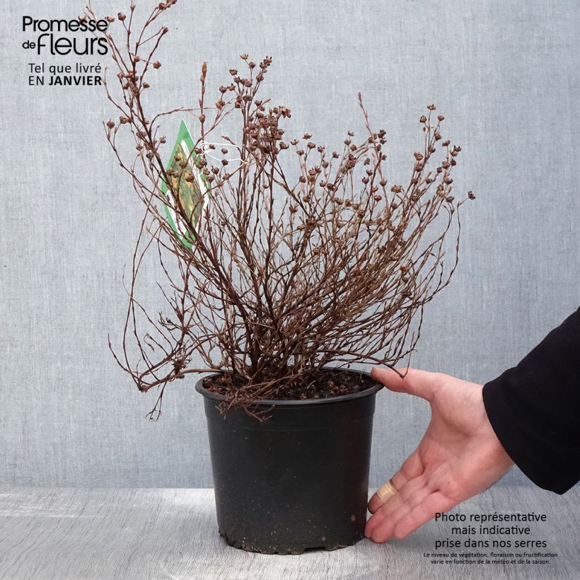 Example of Potentilla fruticosa Tangerine - Struikganzerik Pot van 2 l/3 l as you get in hiver