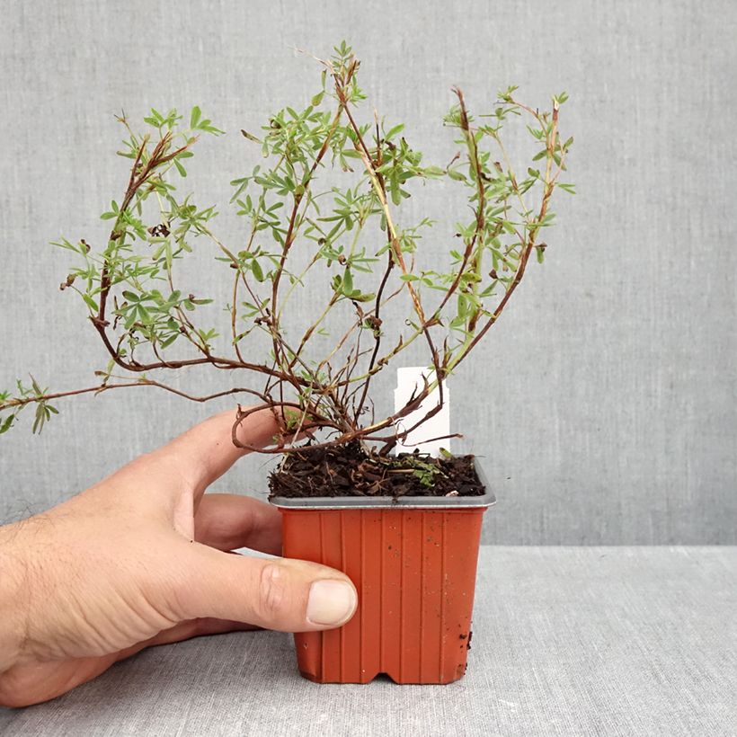 Exemplaar van Potentilla fruticosa Tangerine - Struikganzerik Kweekpotje van 8/9 cm zoals geleverd in de herfst