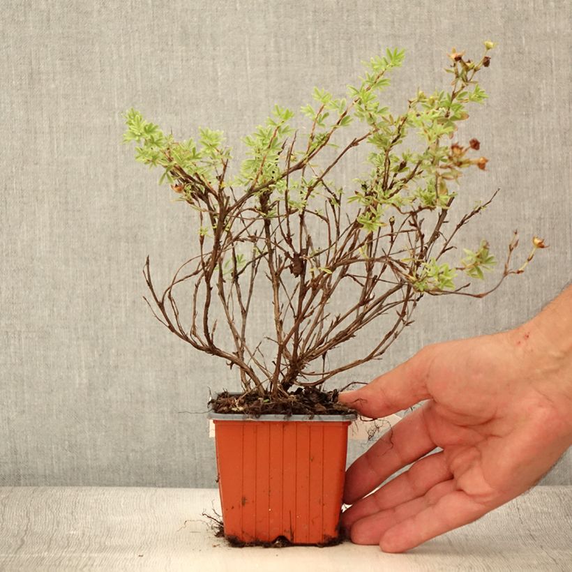 Exemplaar van Potentilla fruticosa Tangerine - Struikganzerik Kweekpotje van 8/9 cm zoals geleverd in de zomer