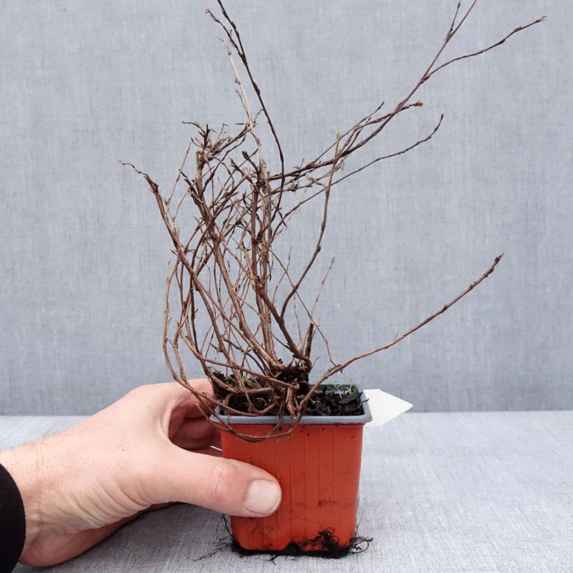 Example of Potentilla fruticosa Tangerine - Struikganzerik Kweekpotje van 8/9 cm as you get in hiver