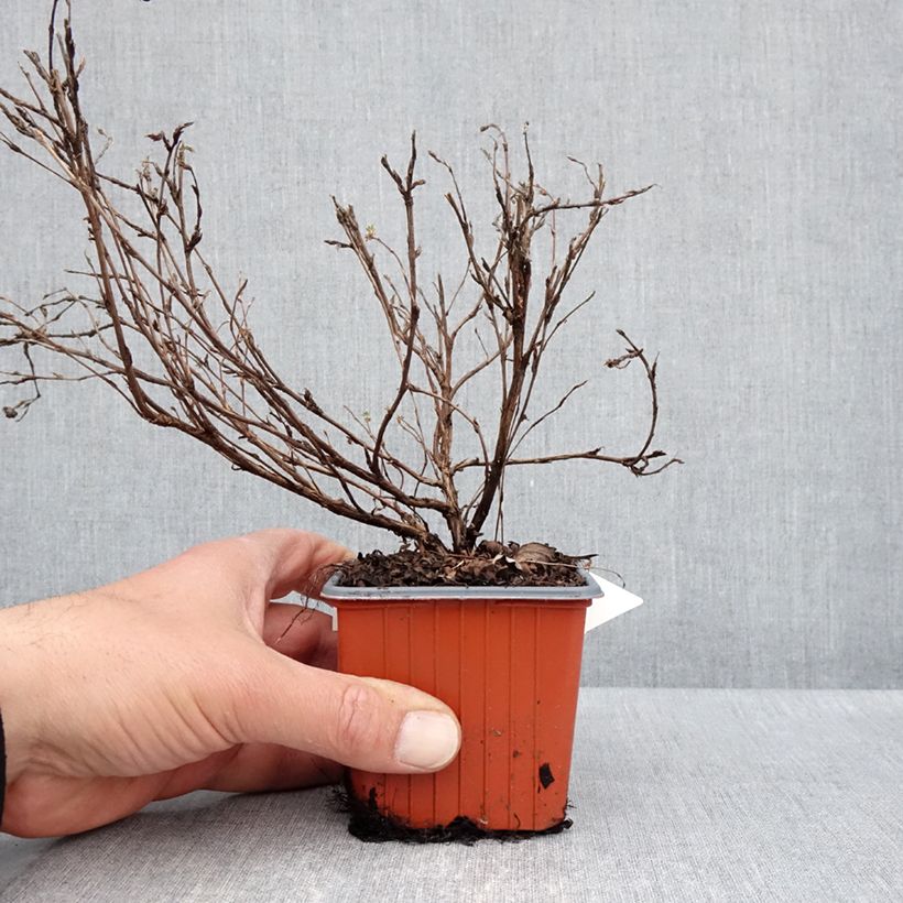 Exemplaar van Potentilla fruticosa Tangerine - Struikganzerik Kweekpotje van 8/9 cm zoals geleverd in de lente