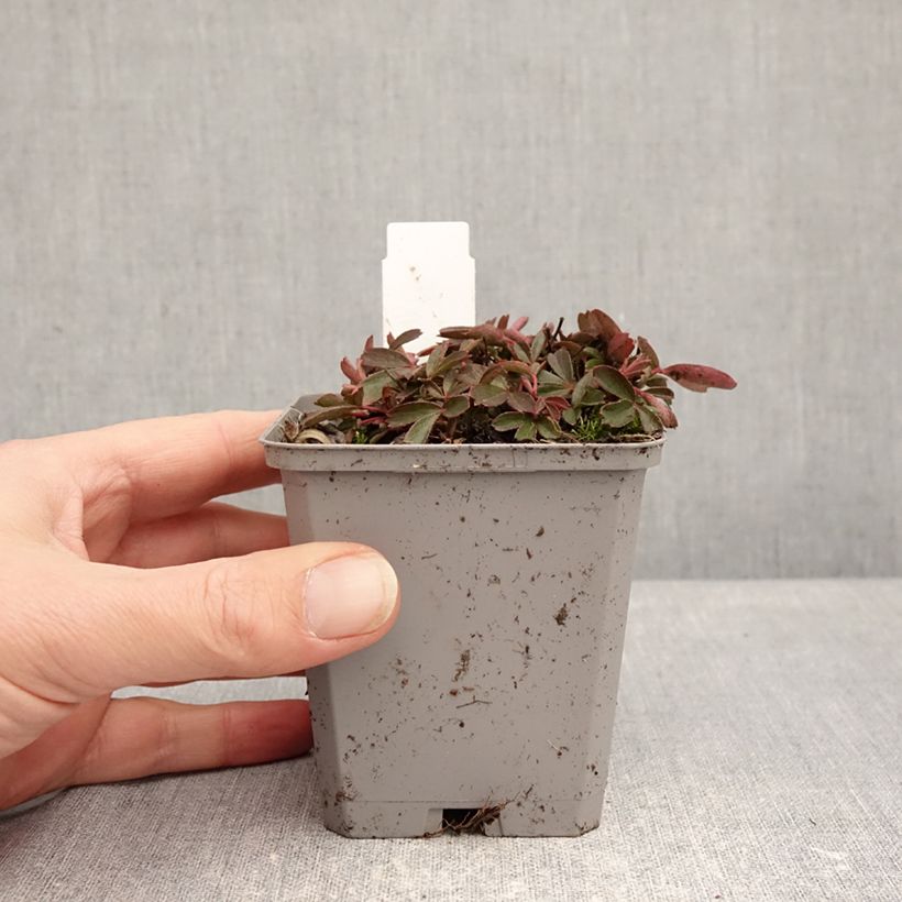 Exemplaar van Potentilla tridentata Nuuk - Ganzerik Kweekpotje van 8/9 cm zoals geleverd in de winter