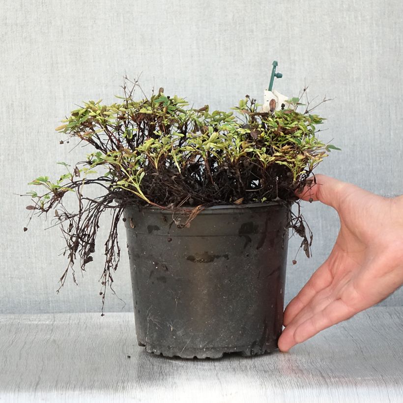 Exemplaar van Potentilla tridentata Nuuk - Potentille vivace Pot de 1,5L/2L zoals geleverd in de herfst