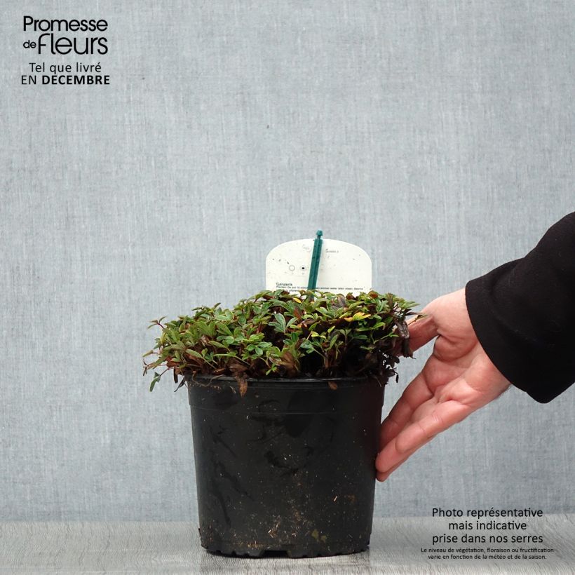 Example of Potentilla tridentata Nuuk - Potentille vivace Pot van 1,5 l/2 l as you get in hiver