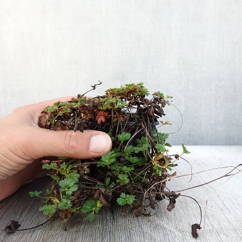 Exemplaar van Potentilla verna - Voorjaarsganzerik Kweekpotje van 8/9 cm zoals geleverd in de herfst