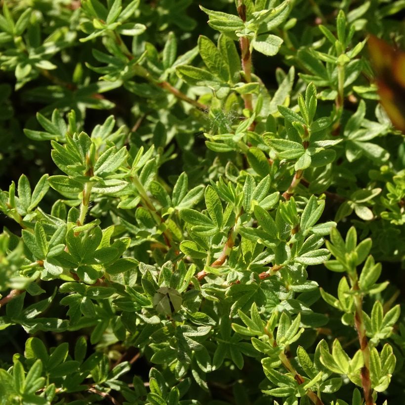 Potentilla fruticosa Bella Apple - Struikganzerik (Bloei)