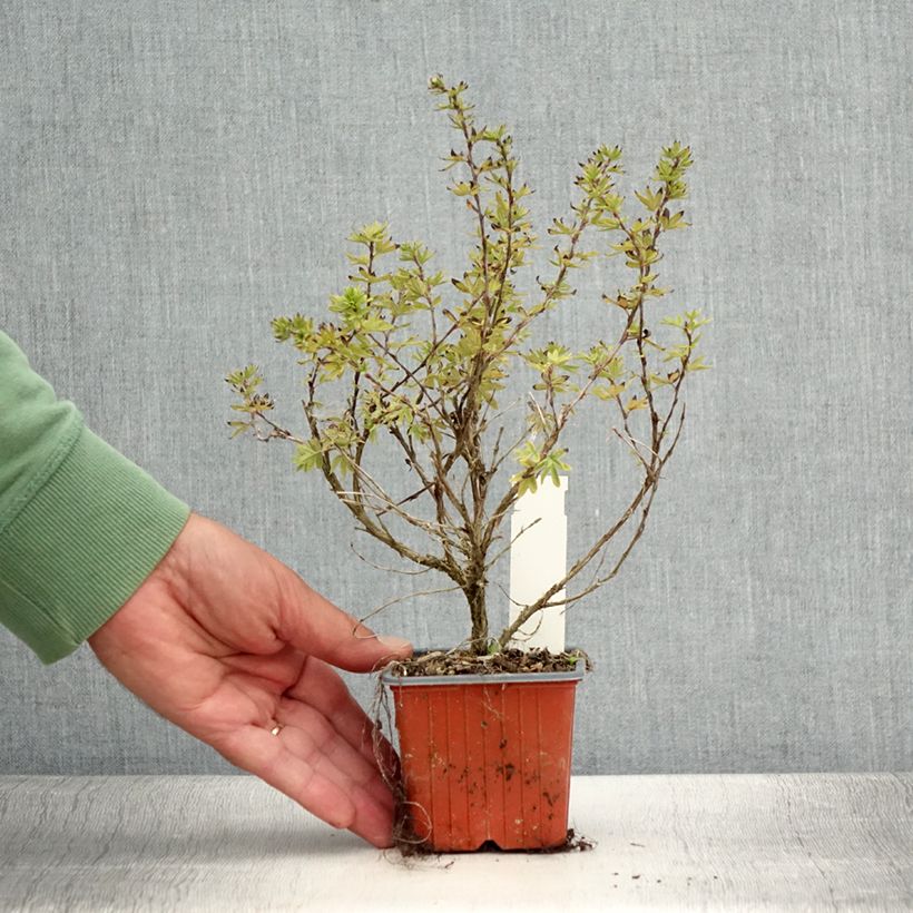 Exemplaar van Potentilla fruticosa Bella Apple - Struikganzerik Kweekpotje van 8/9 cm zoals geleverd in de zomer