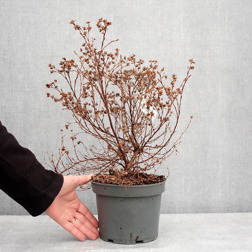 Example of Potentille arbustive Bella Apple - Potentilla fruticosa  Pot van 2 l/3 l as you get in hiver