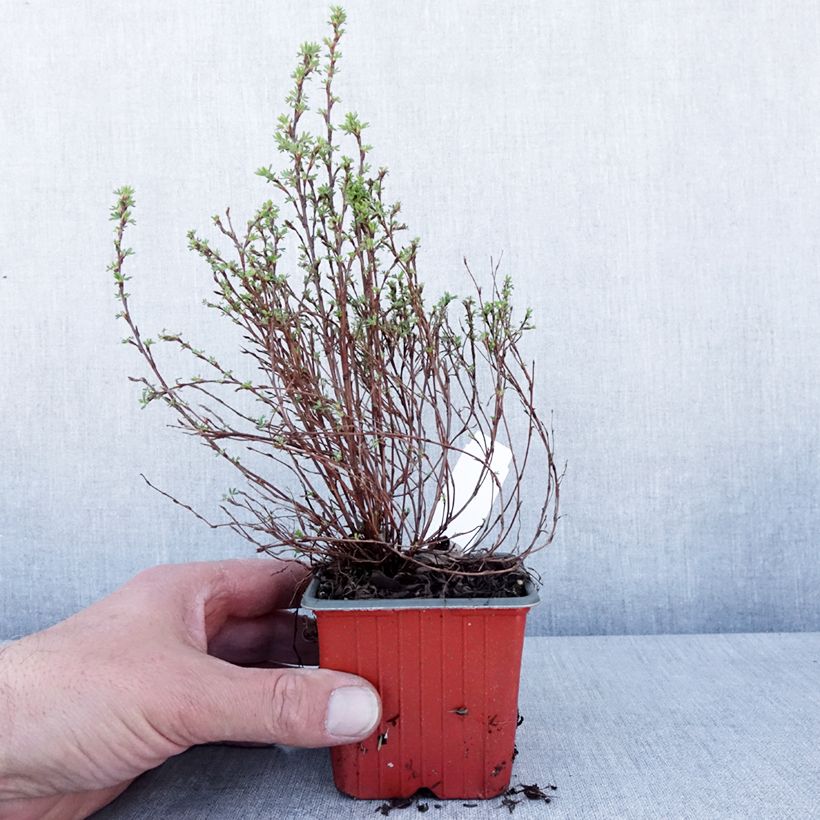 Exemplaar van Potentilla fruticosa Bella Lindsey - Struikganzerik Kweekpotje van 8/9 cm zoals geleverd in de lente