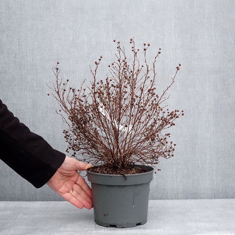 Example of Potentille arbustive Bella Lindsey - Potentilla fruticosa Pot van 2 l/3 l as you get in hiver