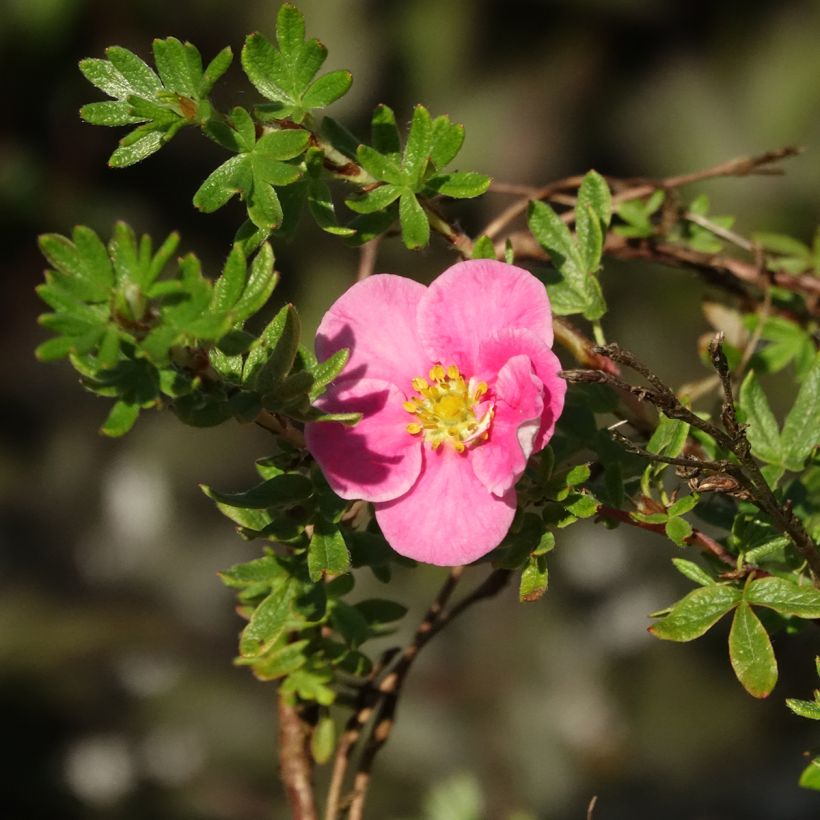 Potentilla fruticosa Bella Rosa - Struikganzerik (Bloei)