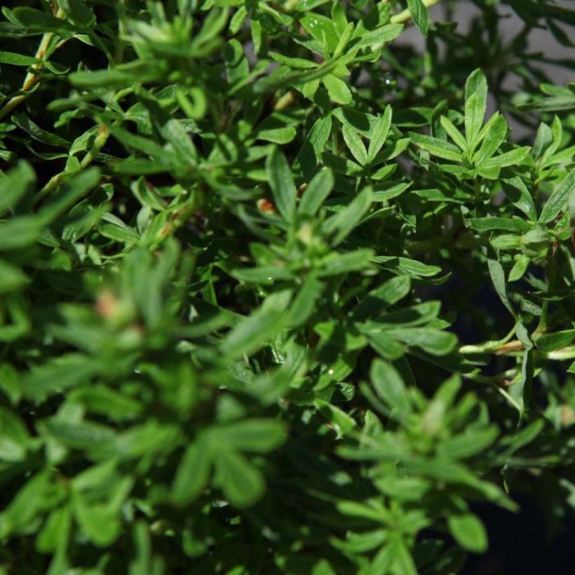 Potentilla fruticosa Bella Sol - Struikganzerik (Foliage)