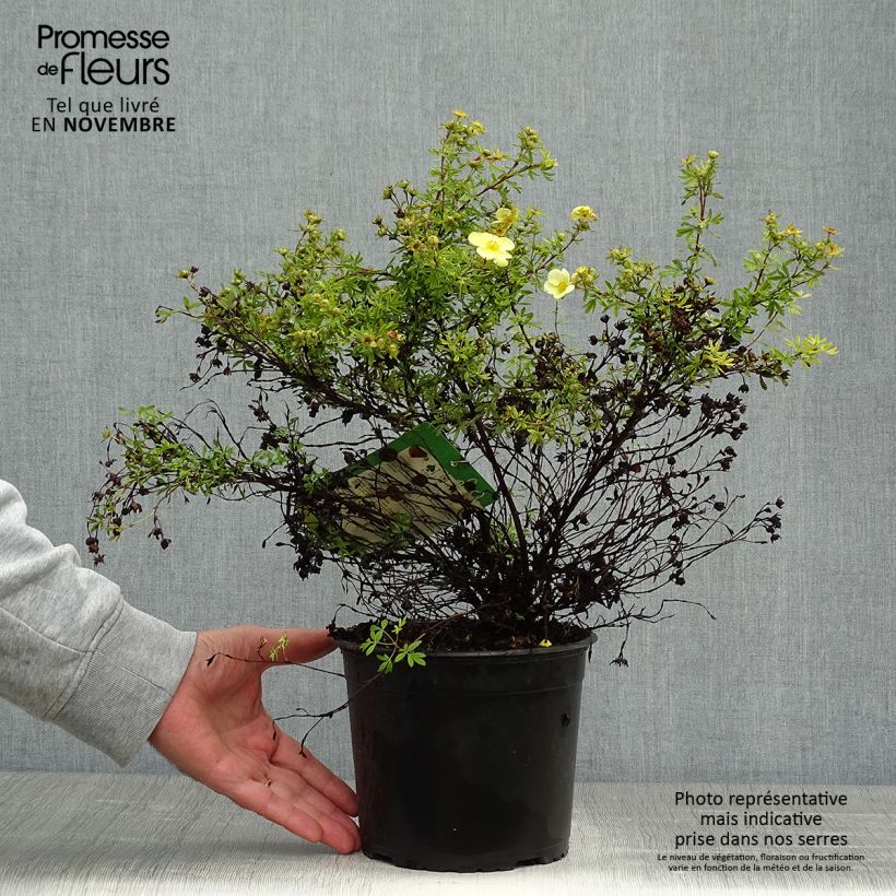 Exemplaar van Potentilla fruticosa Kobold - Struikganzerik Pot van 3 l/4 l zoals geleverd in de herfst