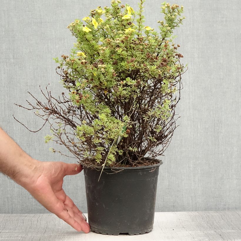 Exemplaar van Potentilla fruticosa Kobold - Struikganzerik Pot van 3 l/4 l zoals geleverd in de zomer