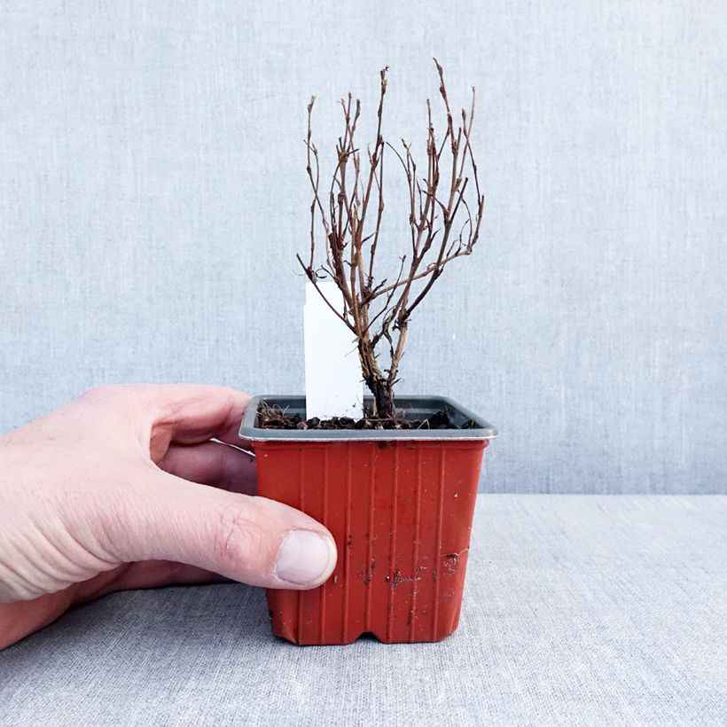 Example of Potentille arbustive Marmalade - Potentilla fruticosa Kweekpotje van 8/9 cm as you get in hiver