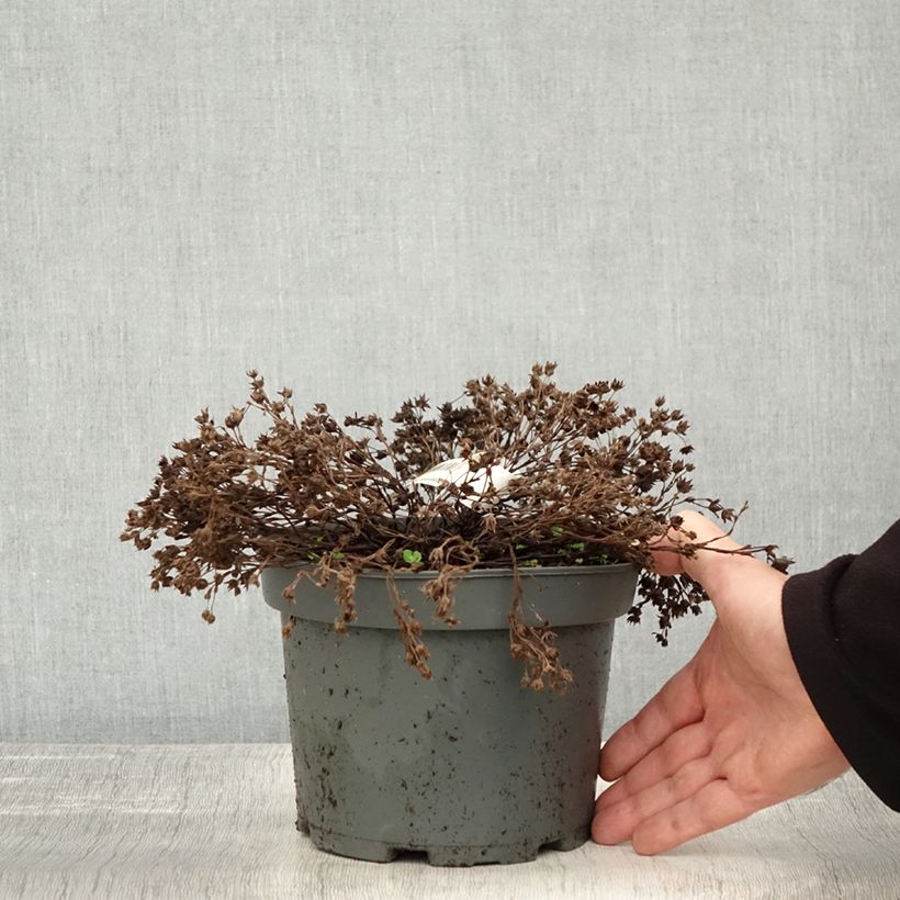 Exemplaar van Potentille arbustive - Potentilla fruticosa Bella Bianca Pot de 2L/3L zoals geleverd in de herfst