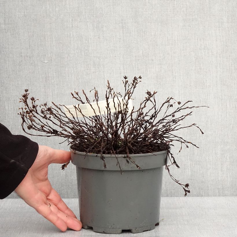 Example of Potentille arbustive - Potentilla fruticosa Bella Bianca Pot van 2 l/3 l as you get in hiver