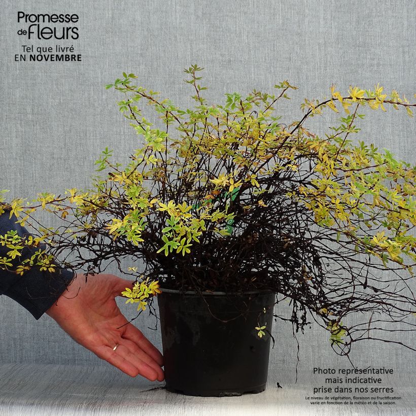 Exemplaar van Potentilla fruticosa Elisabeth - Struikganzerik Pot van 2 l/3 l zoals geleverd in de herfst