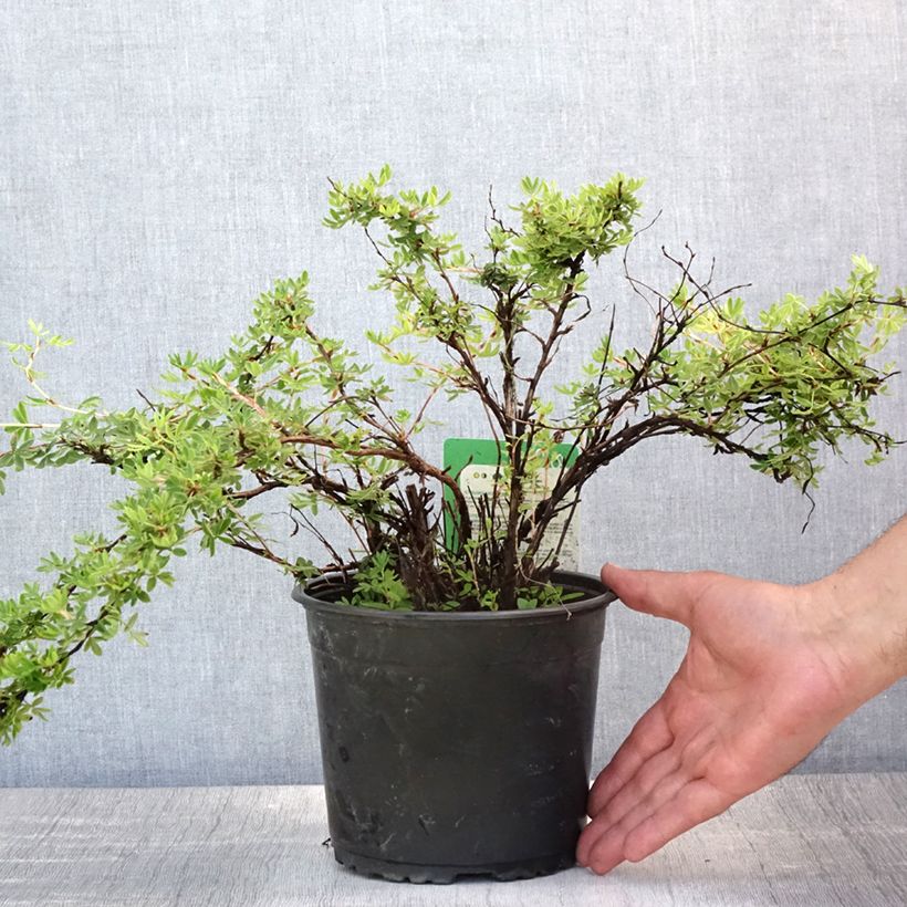 Exemplaar van Potentilla fruticosa Elisabeth - Struikganzerik Pot van 2 l/3 l zoals geleverd in de zomer