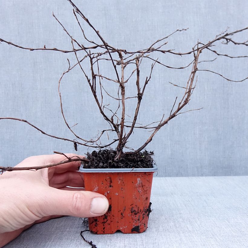 Example of Potentille arbustive - Potentilla fruticosa Elisabeth Kweekpotje van 8/9 cm as you get in hiver