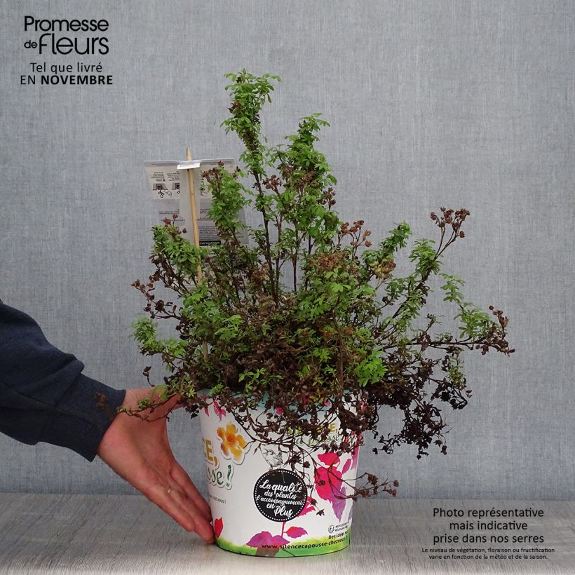Exemplaar van Potentilla fruticosa Redissima - Struikganzerik Pot van 4 l/5 l zoals geleverd in de herfst