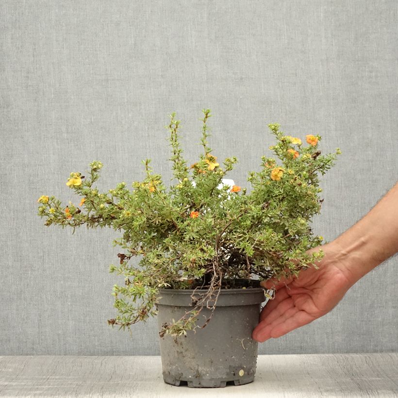 Exemplaar van Potentilla fruticosa Red Joker - Struikganzerik Pot van 3 l/4 l zoals geleverd in de zomer