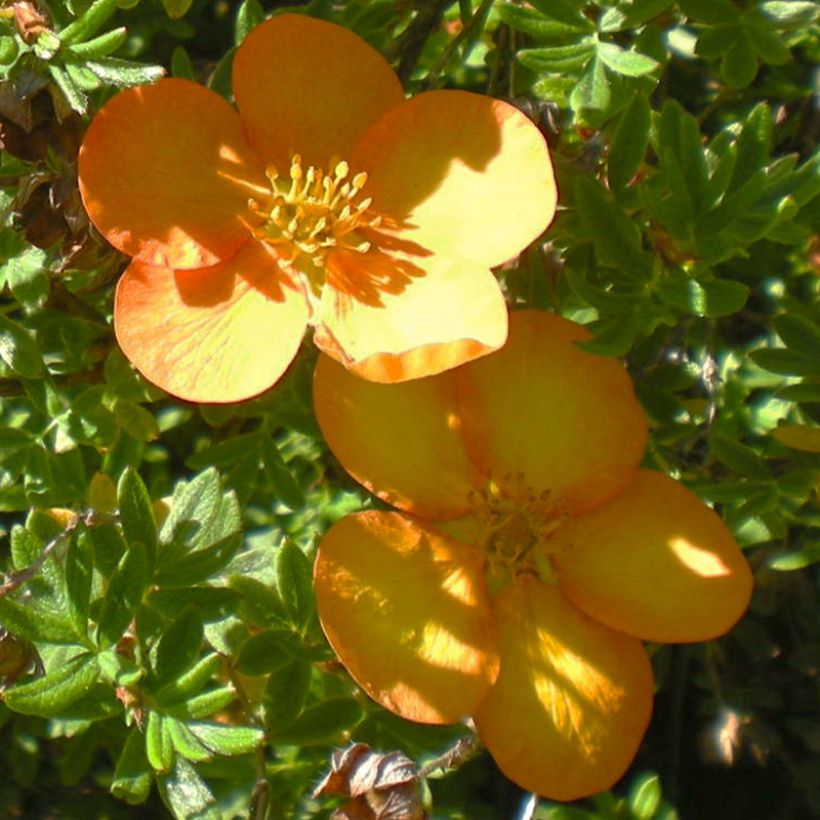 Potentilla fruticosa Solarissima - Struikganzerik (Flowering)