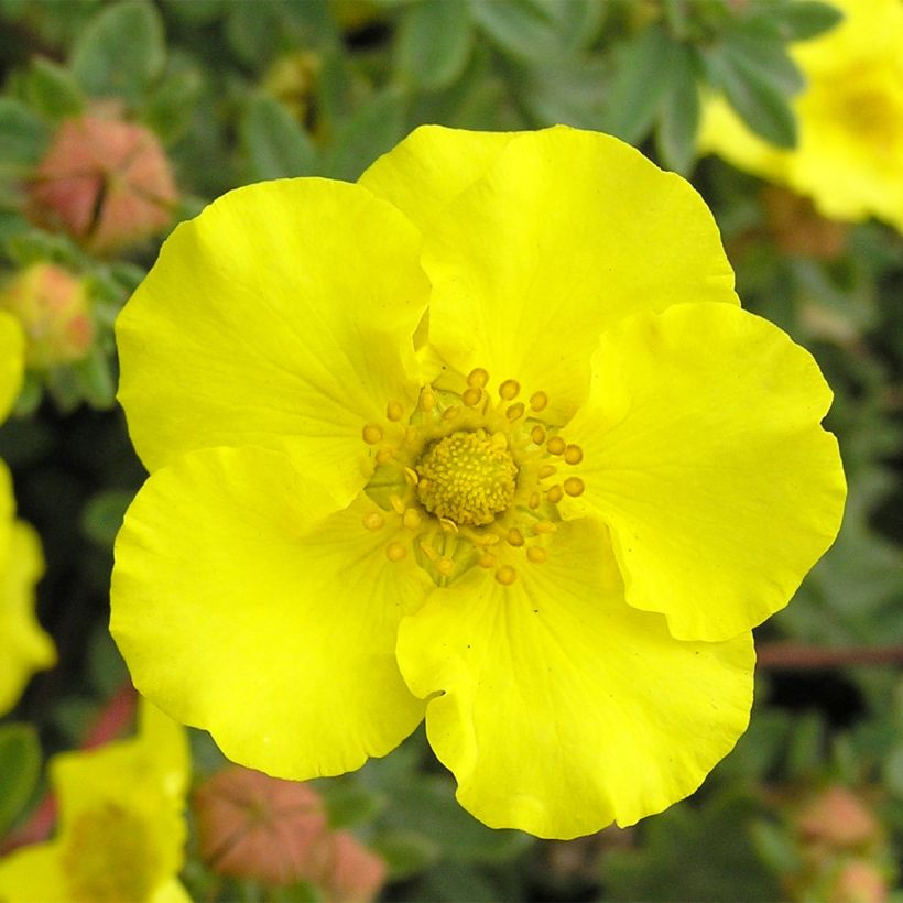 Potentilla fruticosa - Struikganzerik (Flowering)