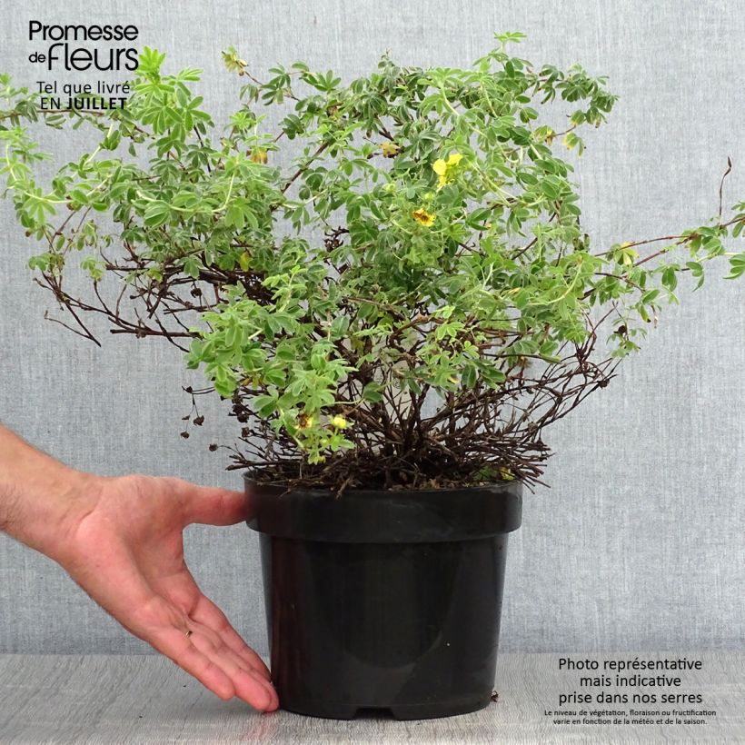 Exemplaar van Potentilla fruticosa Medicine Wheel Mountain - Struikganzerik Pot van 2 l/3 l zoals geleverd in de zomer