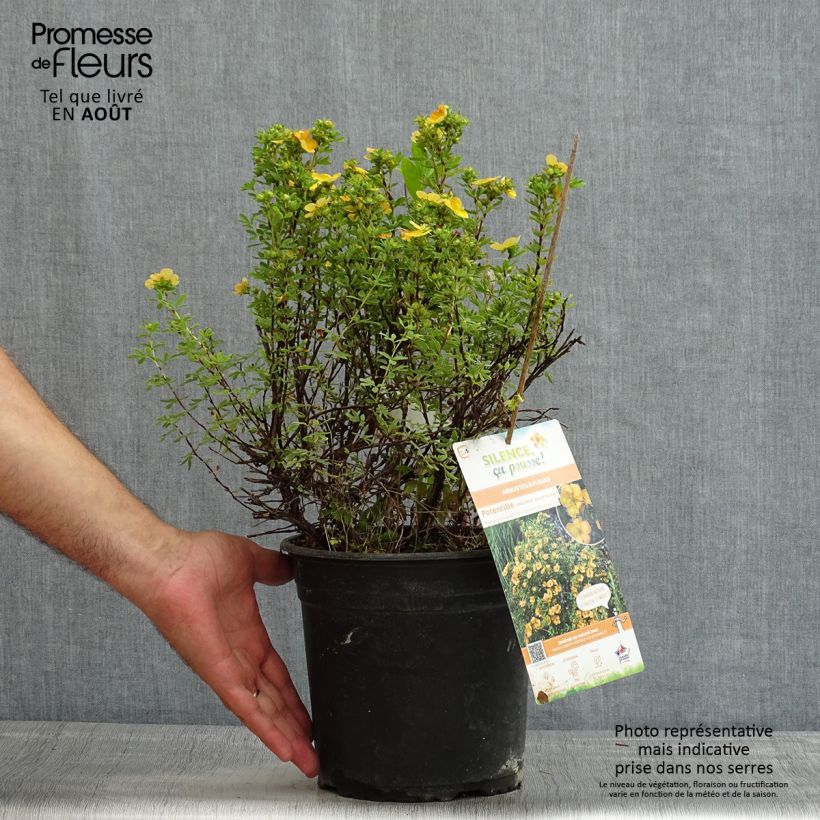 Exemplaar van Potentilla fruticosa Solarissima - Struikganzerik Pot van 4 l/5 l zoals geleverd in de zomer