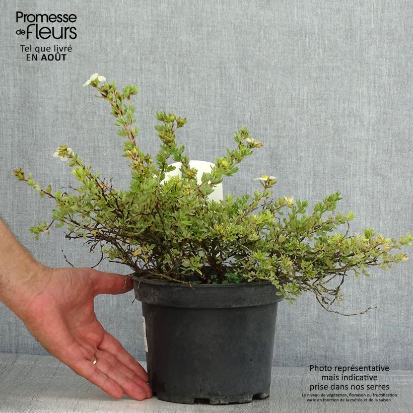 Exemplaar van Potentilla fruticosa Tilford Cream- Potentille arbustive Pot de 2L/3L zoals geleverd in de zomer