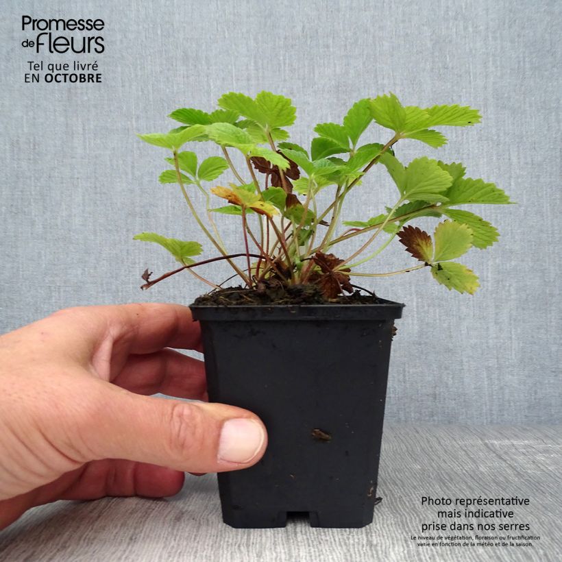 Exemplaar van Potentilla Gibson s Scarlet - Ganzerik Kweekpotje van 8/9 cm zoals geleverd in de herfst
