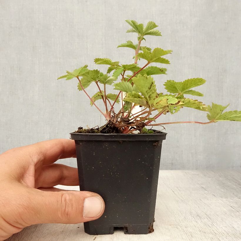 Exemplaar van Potentilla Gibson s Scarlet - Ganzerik Kweekpotje van 8/9 cm zoals geleverd in de zomer