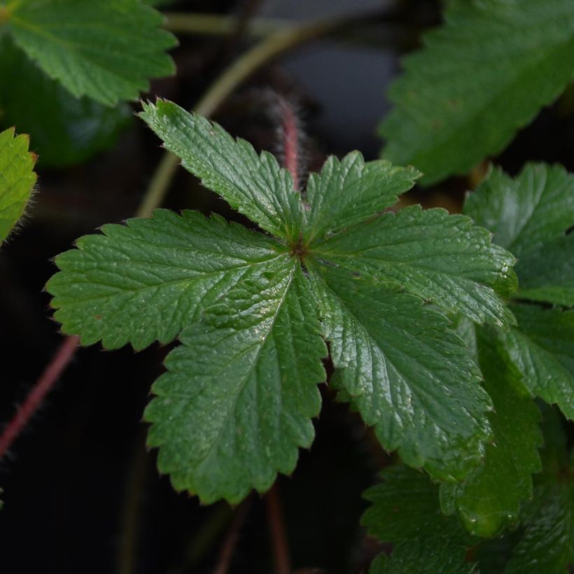 Potentilla hopwoodiana - Ganzerik (Foliage)
