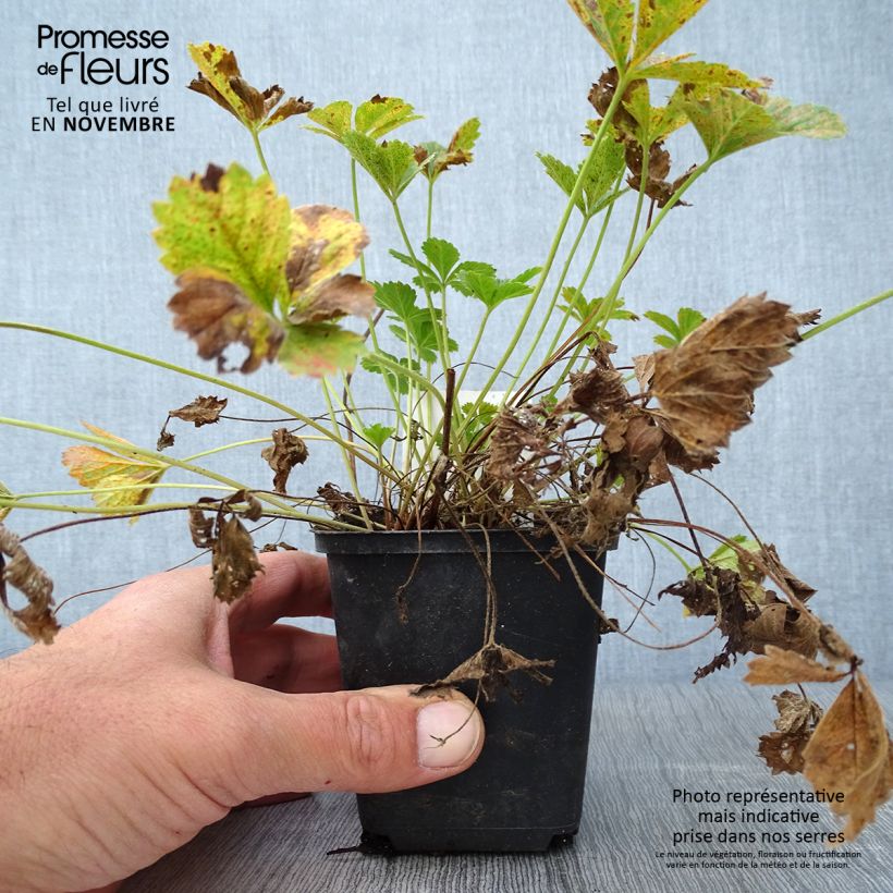 Exemplaar van Potentille vivace - Potentilla tonguei Godet de 8/9 cm zoals geleverd in de herfst