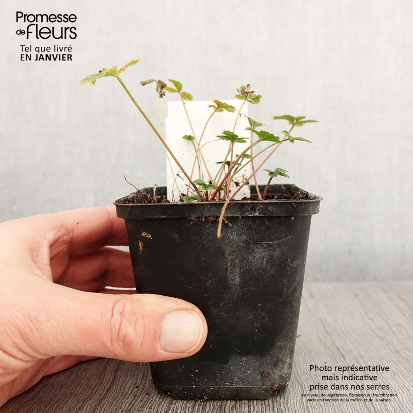 Example of Potentille vivace - Potentilla tonguei Kweekpotje van 8/9 cm as you get in hiver